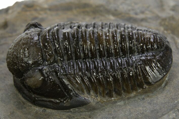 Detailed Gerastos Trilobite Fossil - Morocco #311063